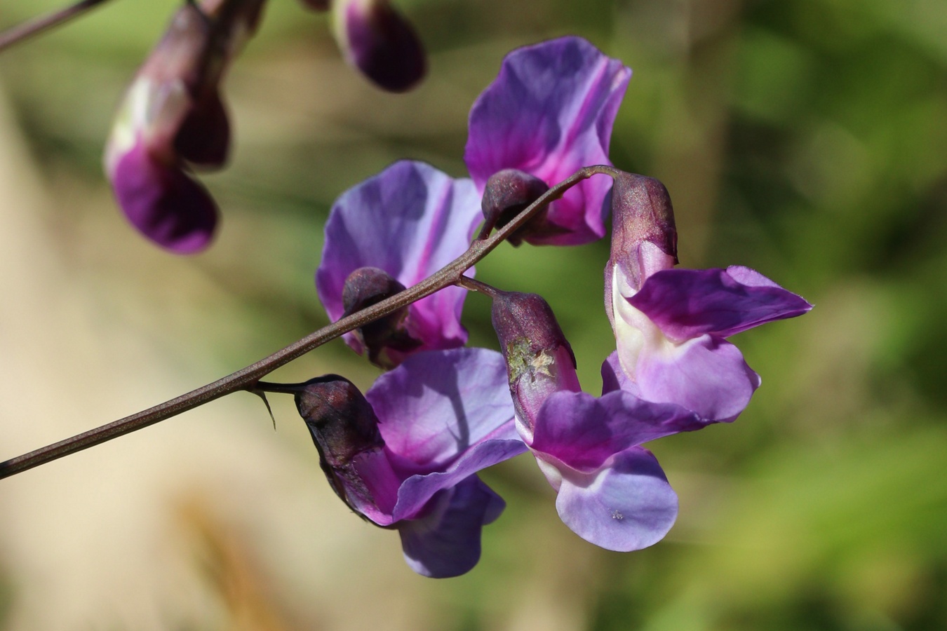 Изображение особи Lathyrus palustris.