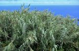 Arundo donax. Вегетирующие растения. Португалия, о-в Мадейра, окр. пос. Порту-Мониш, каменистый склон. 19.08.2025.