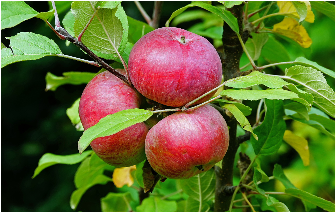 Image of Malus domestica specimen.