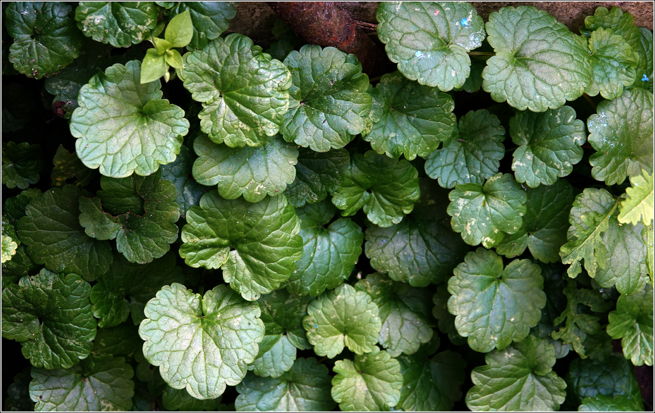Image of Glechoma hederacea specimen.