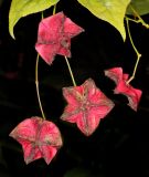 genus Euonymus. Плоды после осыпания семян. Санкт-Петербург, парк Ботанического сада БИН РАН, в культуре. 03.10.2026.