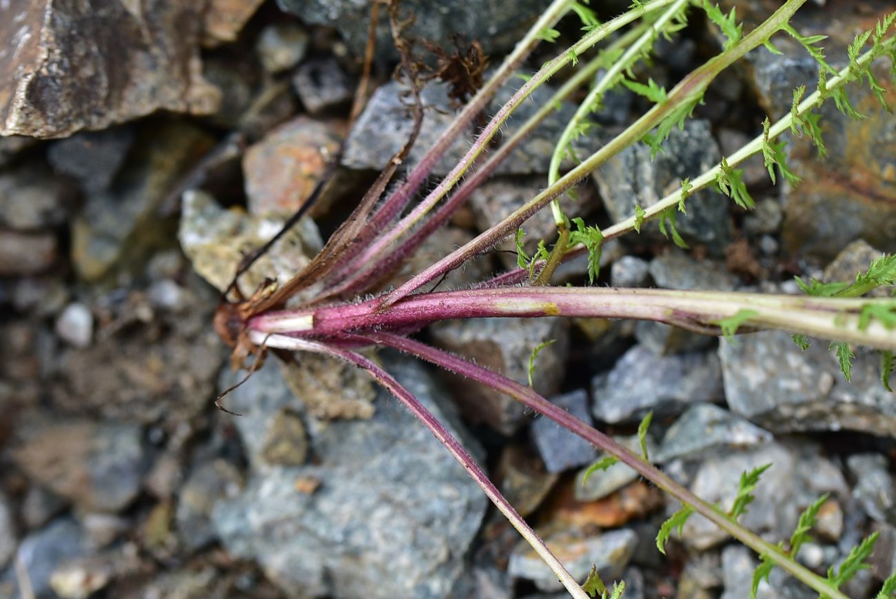Image of genus Pedicularis specimen.