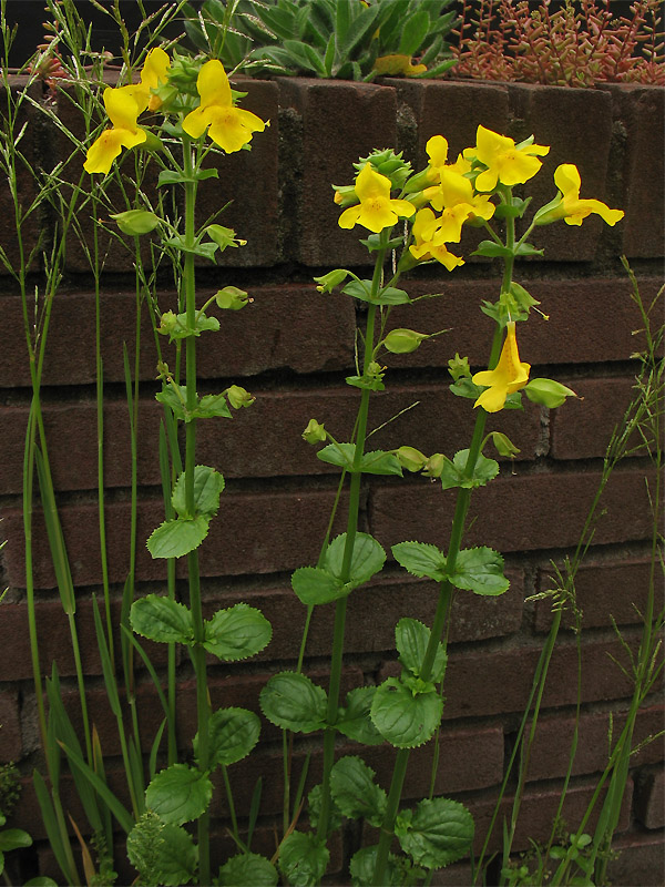 Изображение особи Mimulus guttatus.