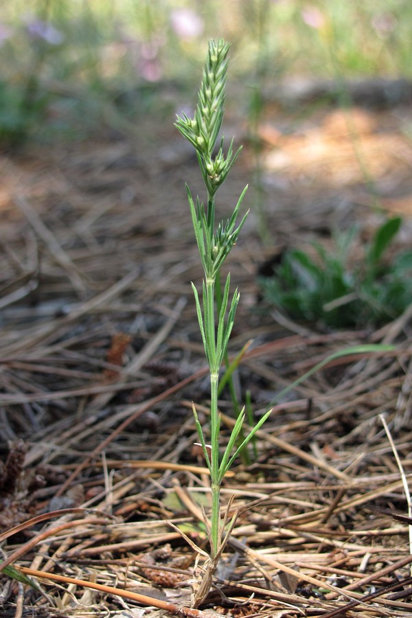 Image of Crucianella angustifolia specimen.