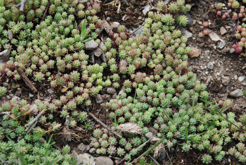 Изображение особи род Sedum.