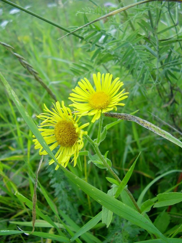Изображение особи Inula britannica.