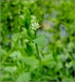 Stellaria alsine. Цветущее растение. Тверская обл., Ржевский р-н, р. Волга, окр. переката Рождественский. 9 июля 2011 г.