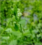 Stellaria alsine