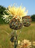 Centaurea rigidifolia