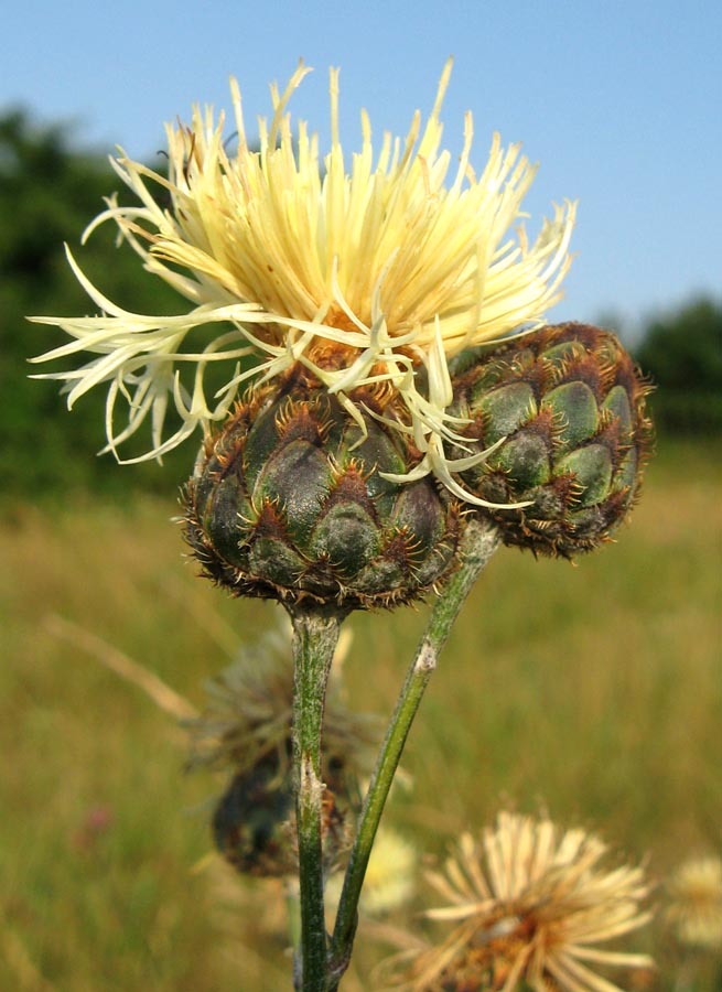 Изображение особи Centaurea rigidifolia.