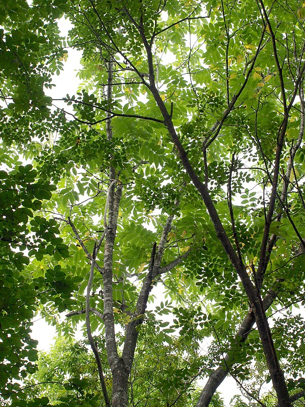 Image of Juglans mandshurica specimen.