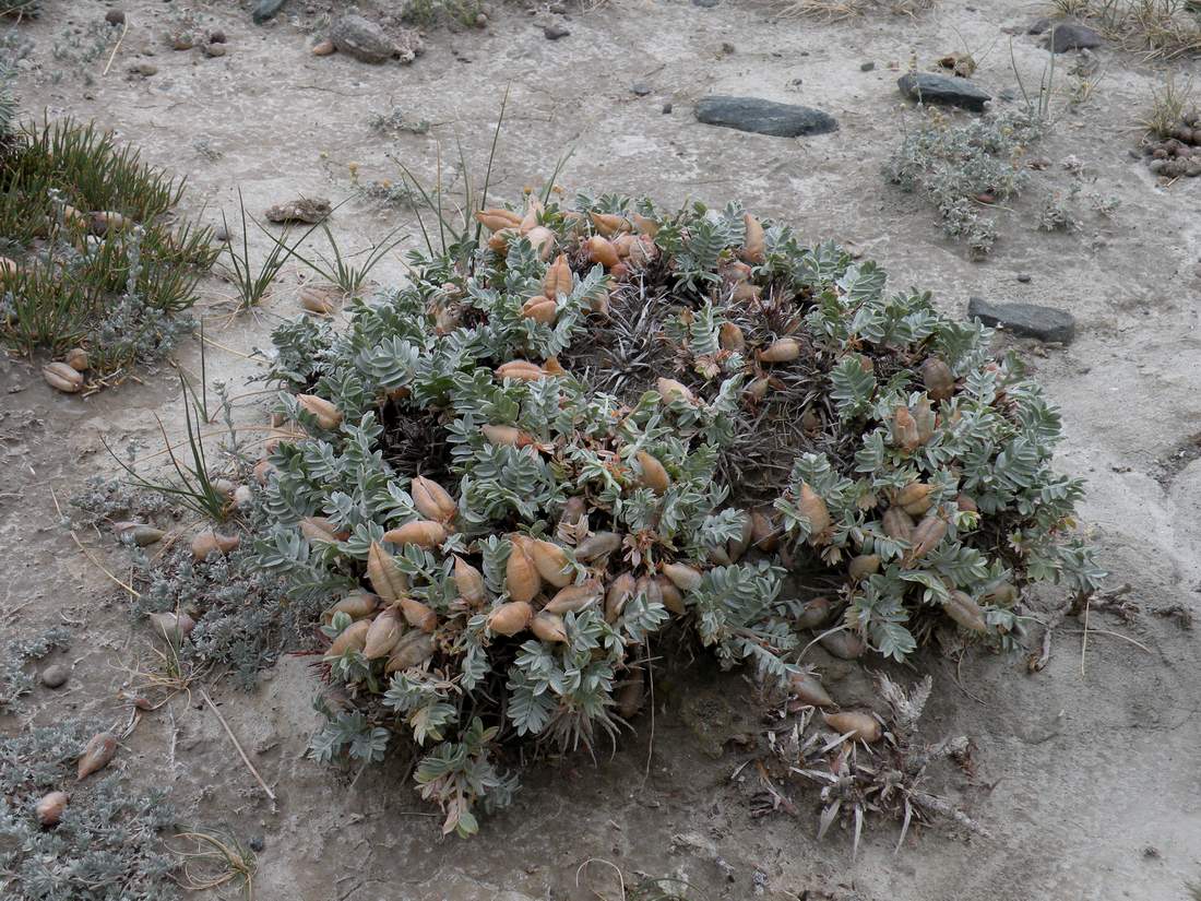 Изображение особи Oxytropis tragacanthoides.