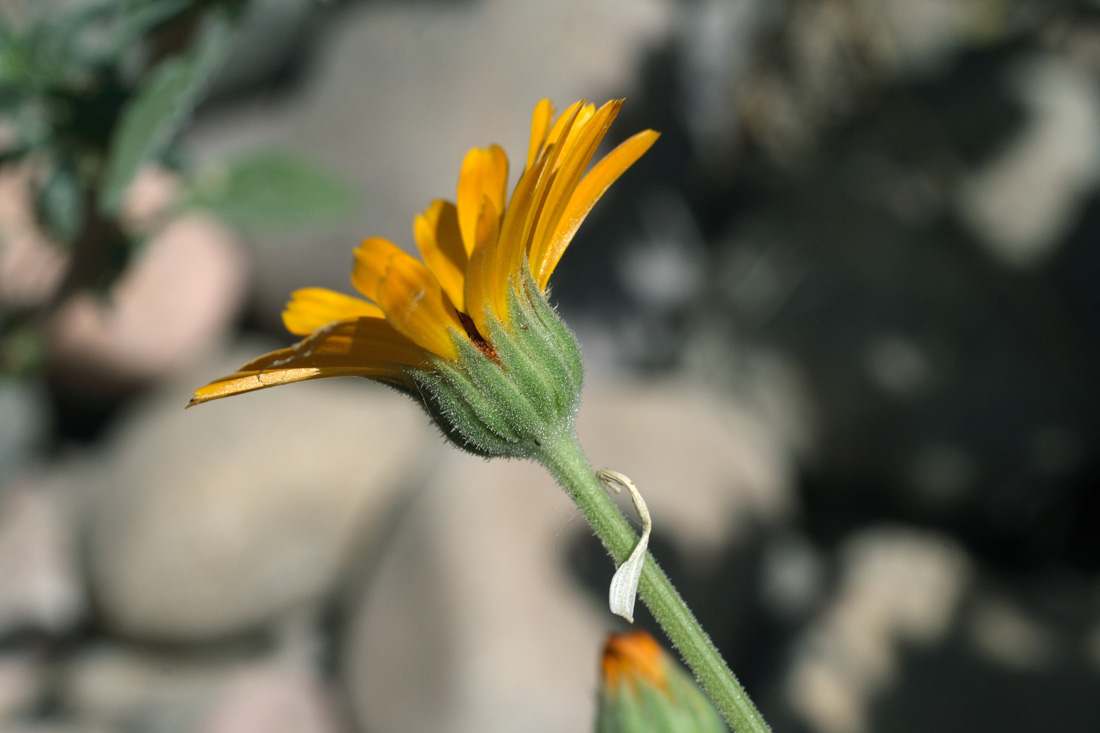 Image of Calendula officinalis specimen.