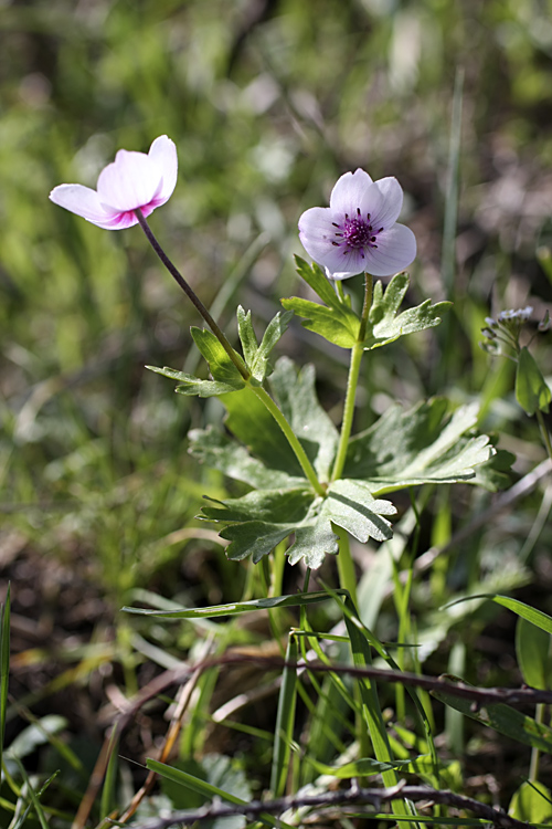 Изображение особи Anemone tschernaewii.