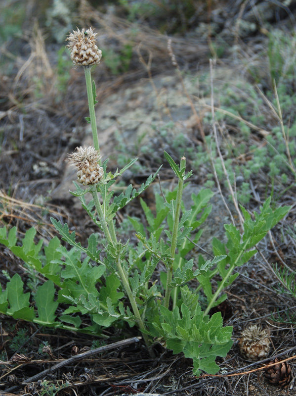 Изображение особи Stemmacantha uniflora.