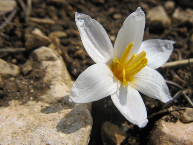 Image of Crocus tauricus specimen.