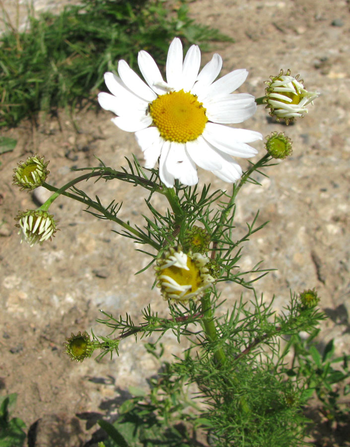Image of Tripleurospermum inodorum specimen.