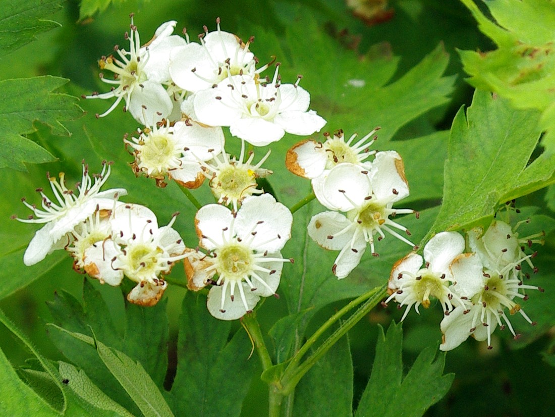 Image of Crataegus turkestanica specimen.