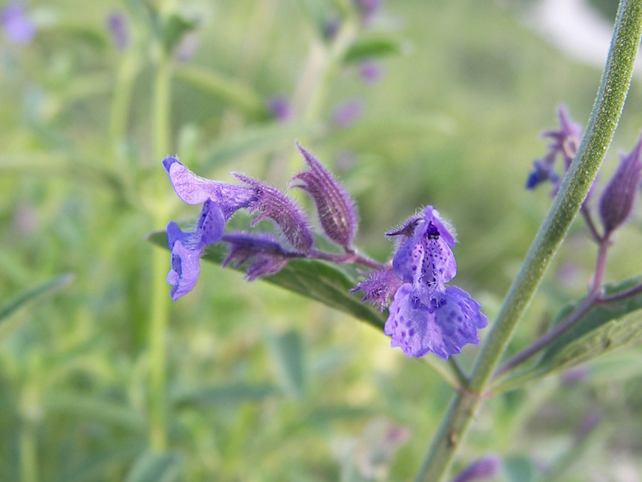 Image of Nepeta kubanica specimen.