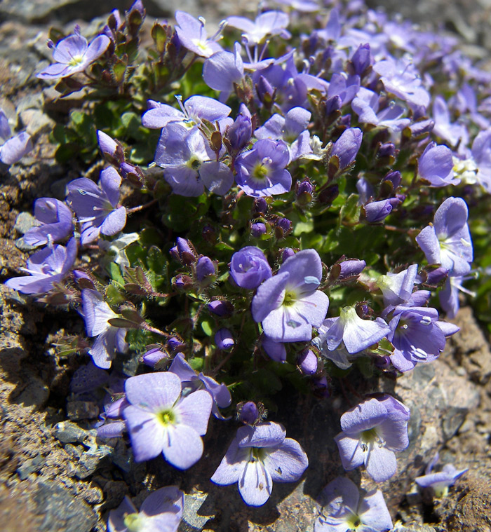 Image of Veronica minuta specimen.