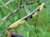 Lathyrus pratensis. Плод. Свердловская обл., окр. г. Североуральск, южная окраина Колонгинского водохранилища, болото. 01.08.2011.