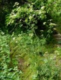 Conium maculatum. Цветущее и плодоносящее растение. Копетдаг, Чули. Май 2011 г.