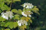 Viburnum opulus. Ветви с соцветиями. Московская обл., Раменский р-н, окрестности д. Хрипань, дачный участок. 12.06.2008.