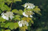 Viburnum opulus