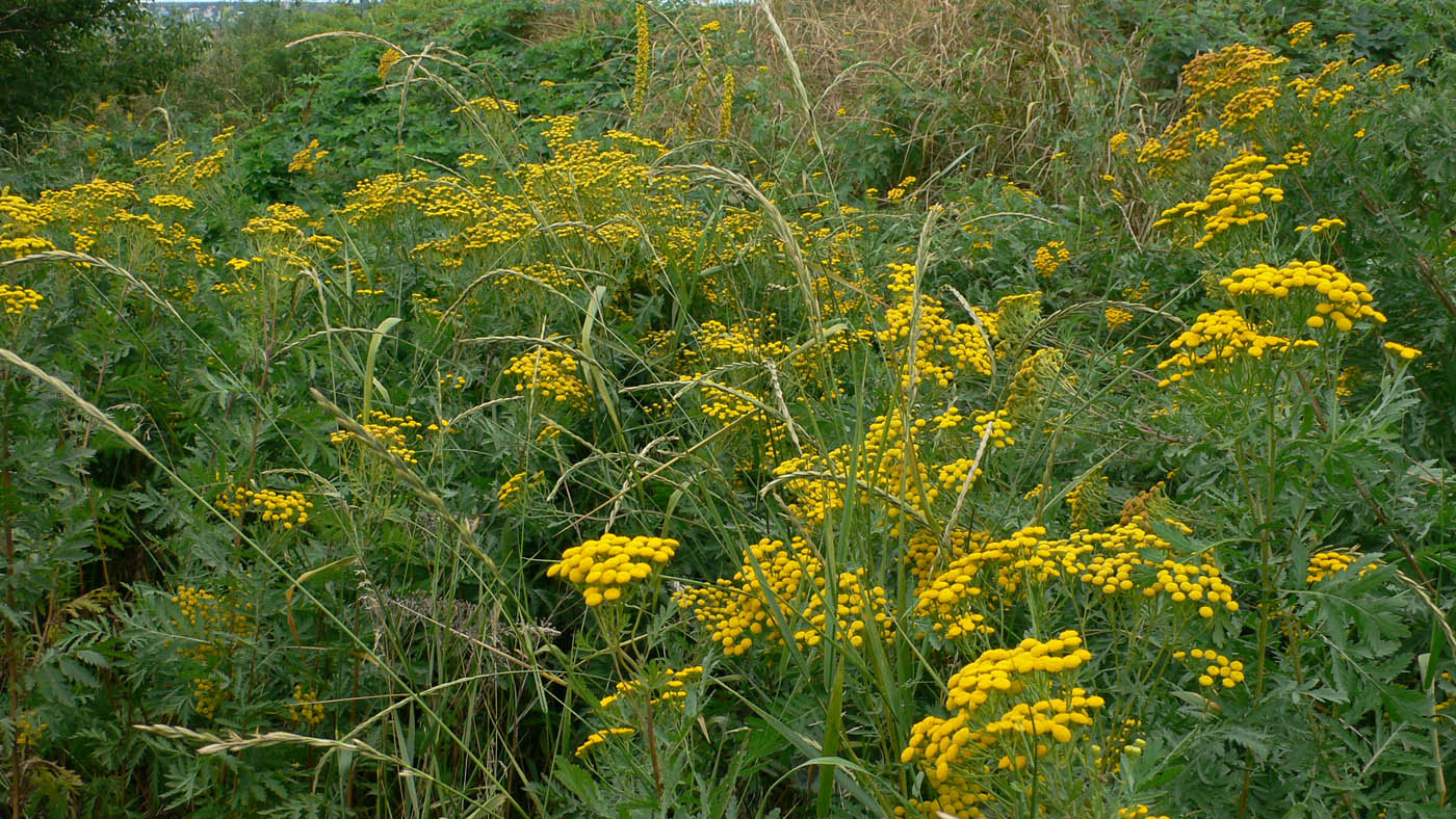 Image of Tanacetum vulgare specimen.