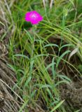 Dianthus fischeri