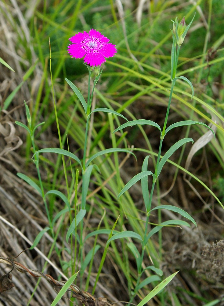 Image of Dianthus fischeri specimen.