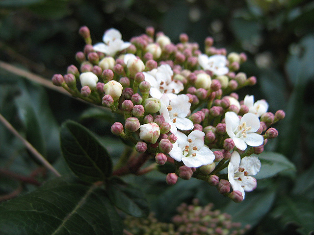 Image of Viburnum tinus specimen.