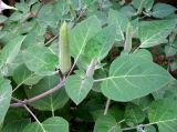 Datura wrightii
