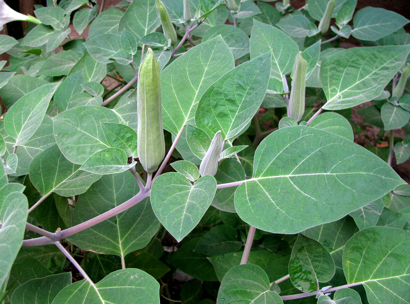 Image of Datura wrightii specimen.