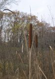 Typha latifolia. Сухие верхушки побегов с соплодиями и листья. Саратовская обл., окр. г. Энгельс, заболоченный берег старичного озера. 30 октября 2011 г.
