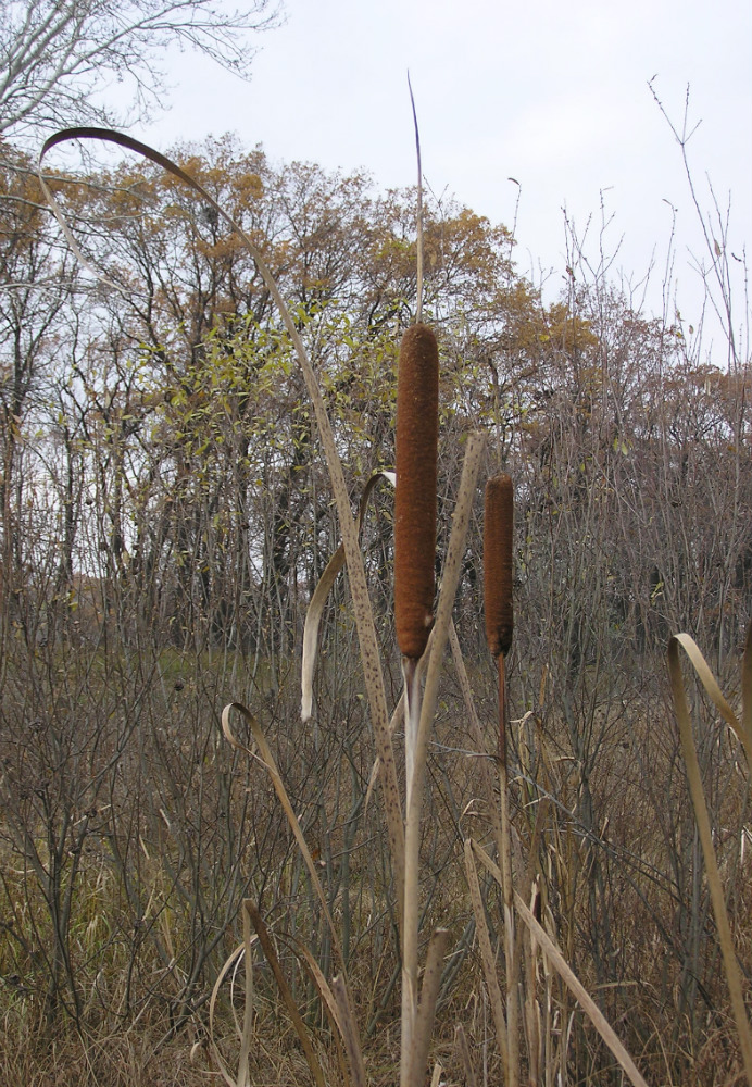 Изображение особи Typha latifolia.