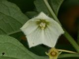 Alkekengi officinarum
