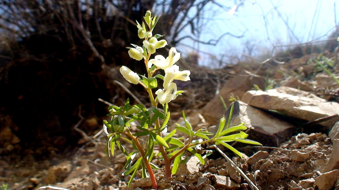 Image of Corydalis angustifolia specimen.