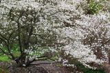 Magnolia denudata
