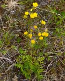 Ranunculus acris. Цветущее растение. Мурманская обл., Кандалакшский р-н, окр. пос. Колвица, суходольный луг. 03.07.2010.