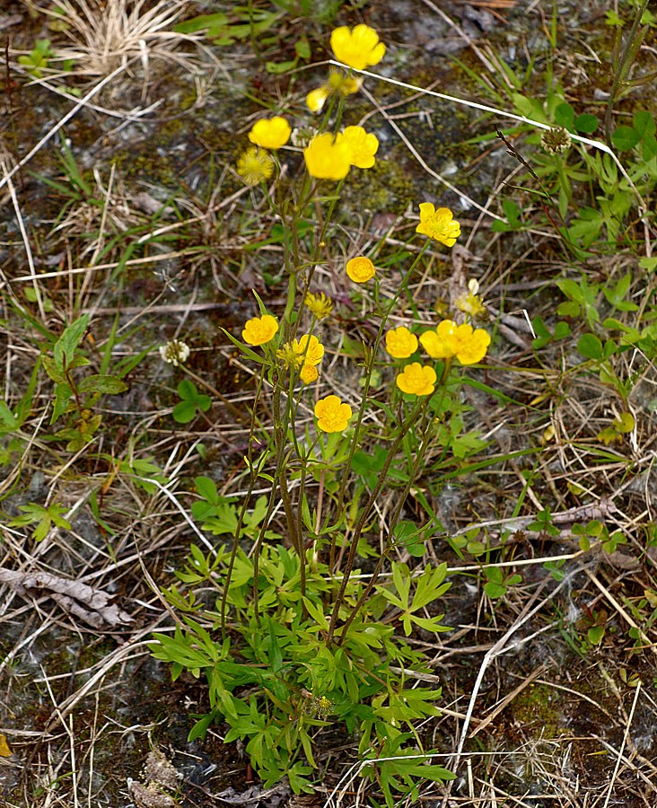 Изображение особи Ranunculus acris.