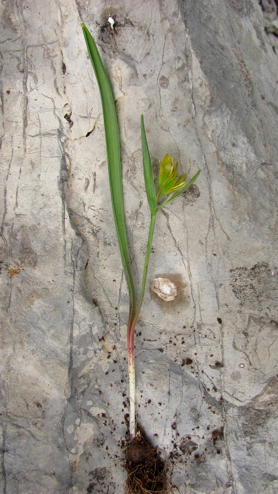 Image of Gagea aipetriensis specimen.