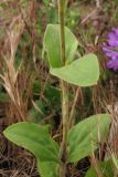 Melandrium latifolium. Часть побега. Крым, окраины г. Ялты. 25 мая 2012 г.