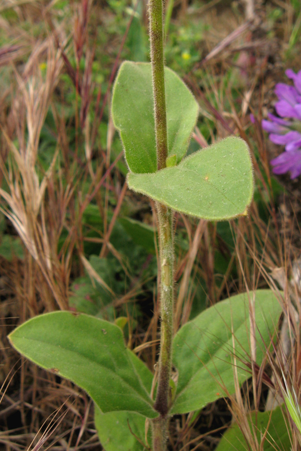 Изображение особи Melandrium latifolium.