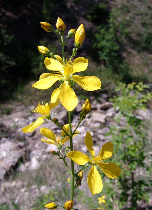 Image of Hypericum elongatum specimen.