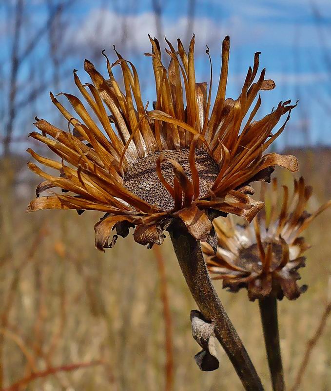 Изображение особи Inula helenium.