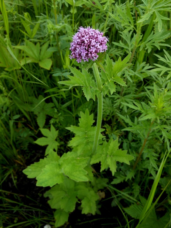 Изображение особи Valeriana amurensis.