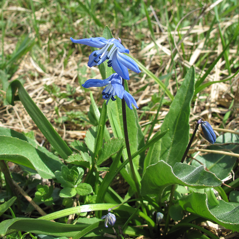 Изображение особи Scilla siberica.