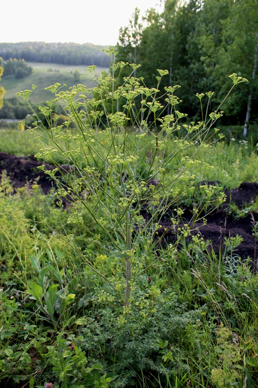 Изображение особи Xanthoselinum alsaticum.