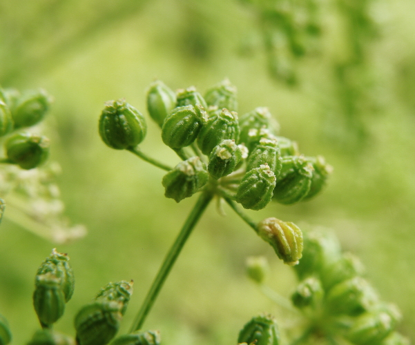 Изображение особи Conium maculatum.